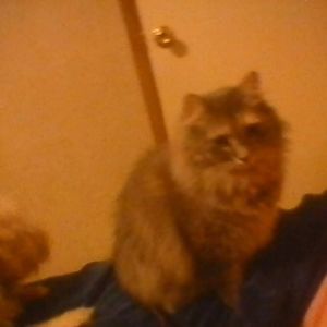 Meet your Posher, Denneen